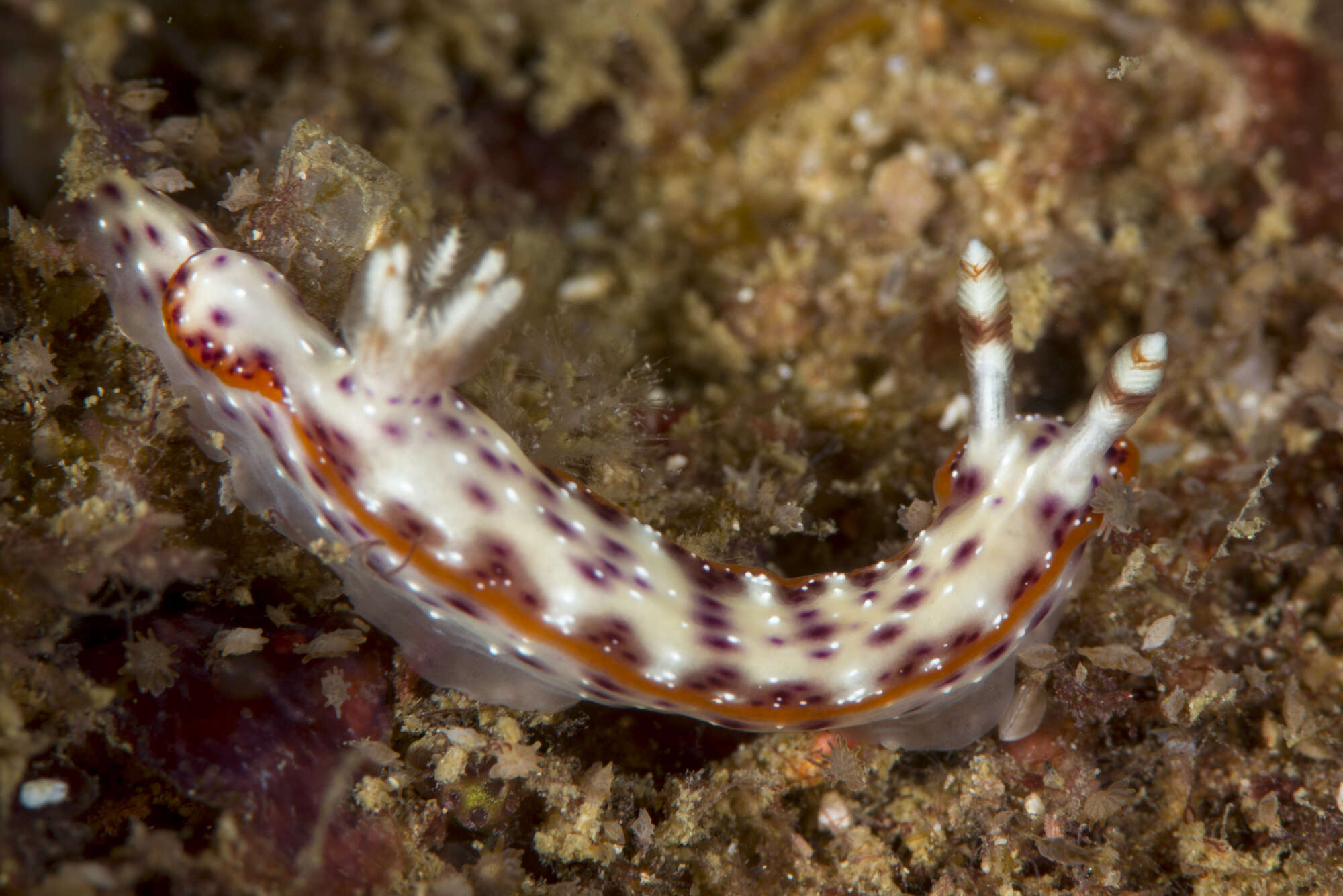 Image of Hypselodoris juniperae Gosliner & R. F. Johnson 2018