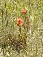 Слика од Castilleja wootonii Standley