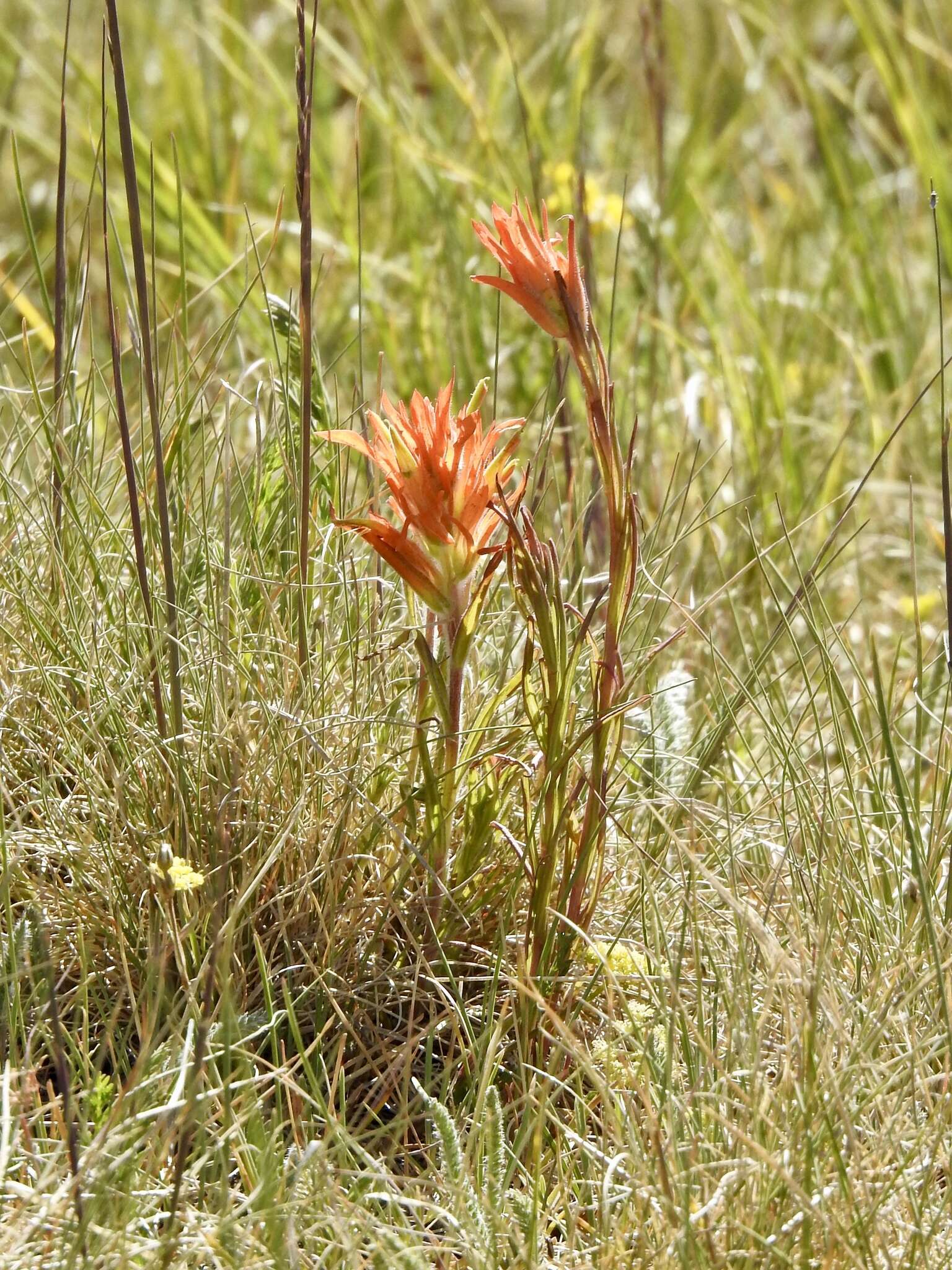 Image of Sacramento Mountain Indian paintbrush