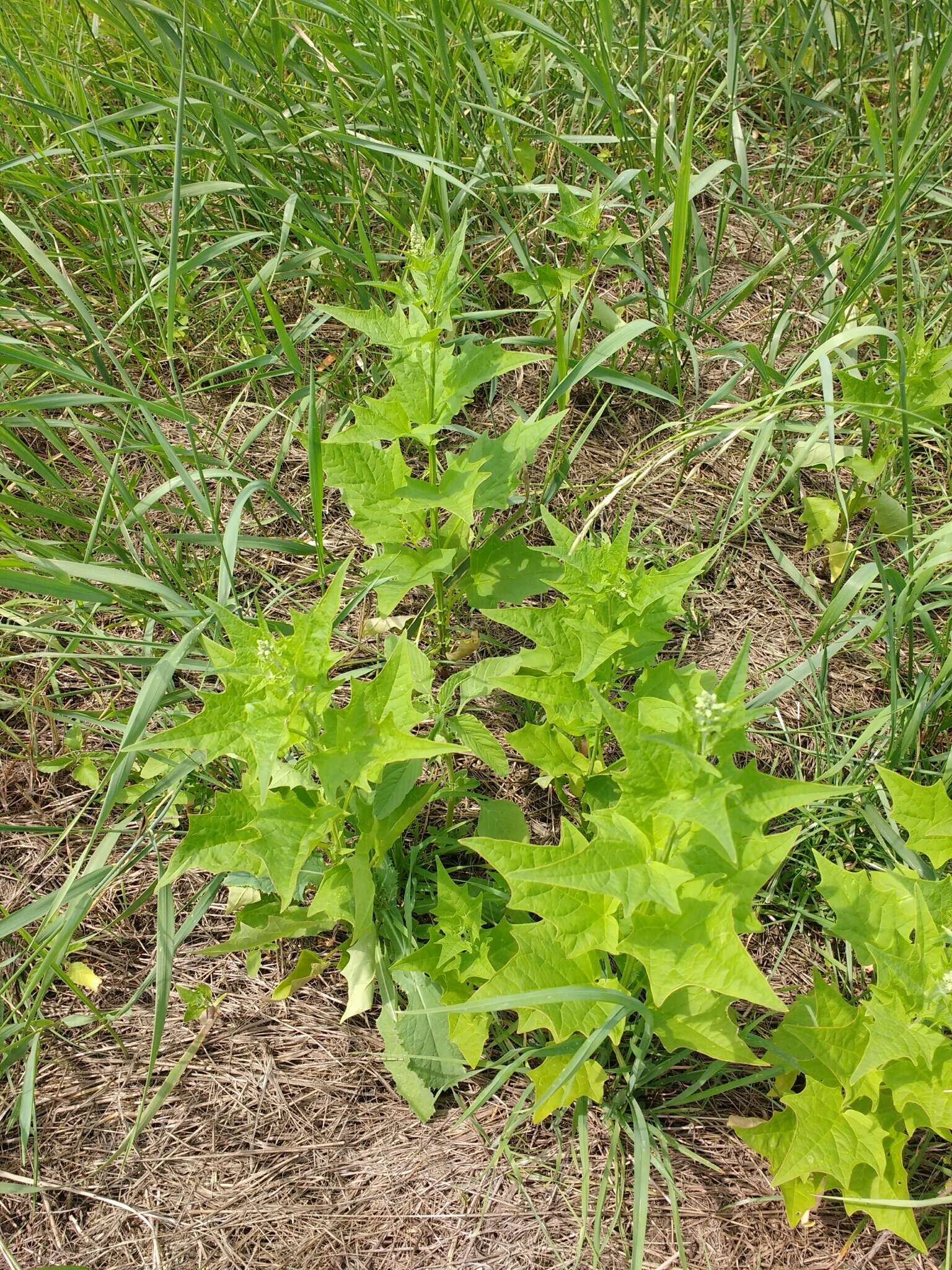 Plancia ëd Chenopodiastrum hybridum (L.) S. Fuentes, Uotila & Borsch