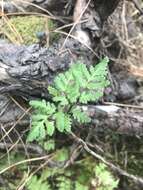 Image of Cheilanthes sieberi subsp. sieberi