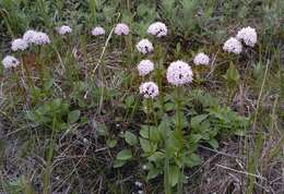 Imagem de Valeriana capitata Link