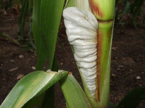 Image of corn smut