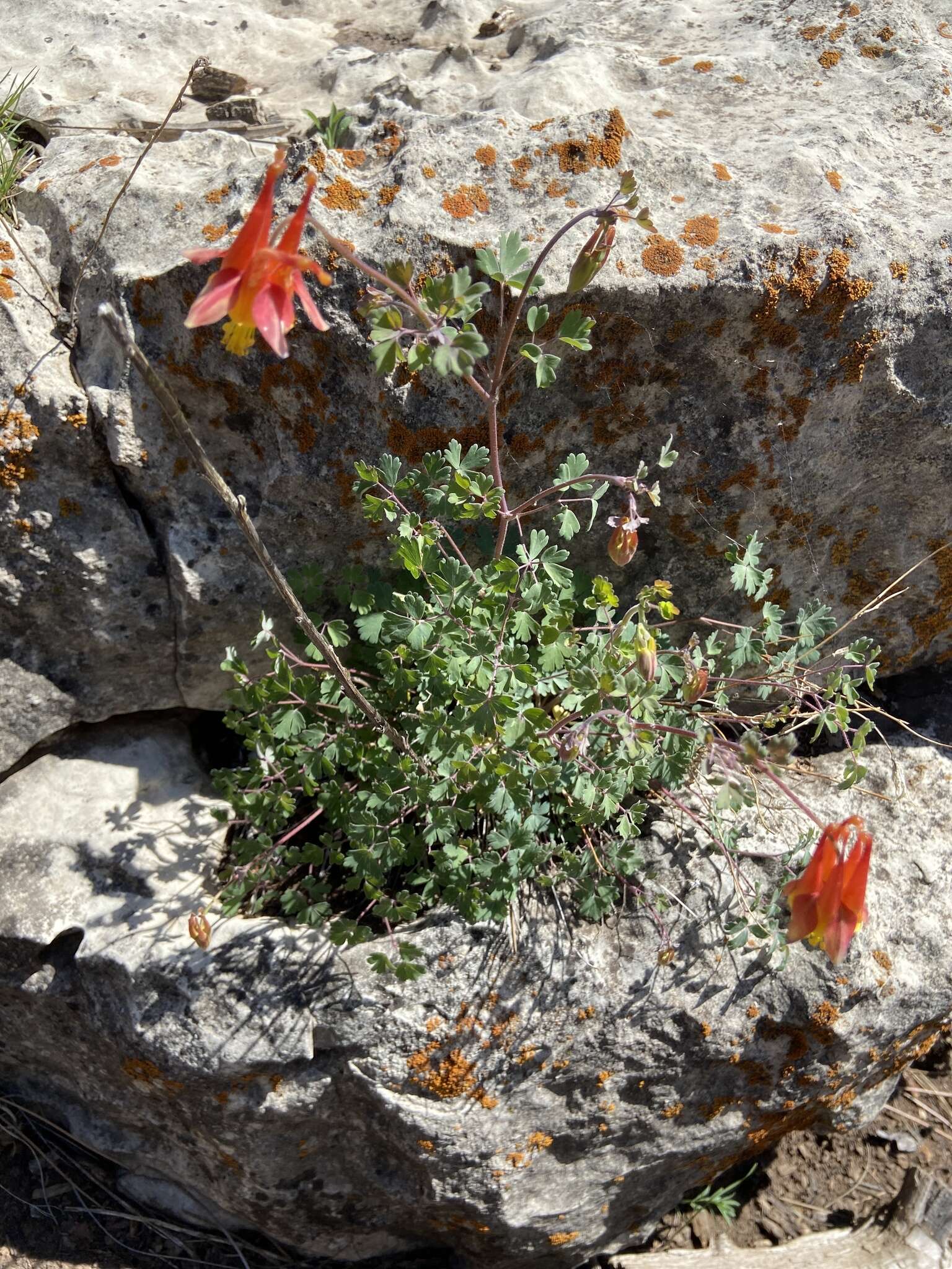 Слика од Aquilegia desertorum (M. E. Jones) Cockerell ex Heller