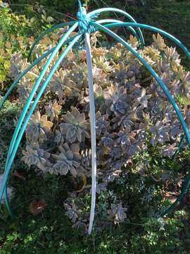 Image of Graptopetalum paraguayense (N. E. Brown) Walther