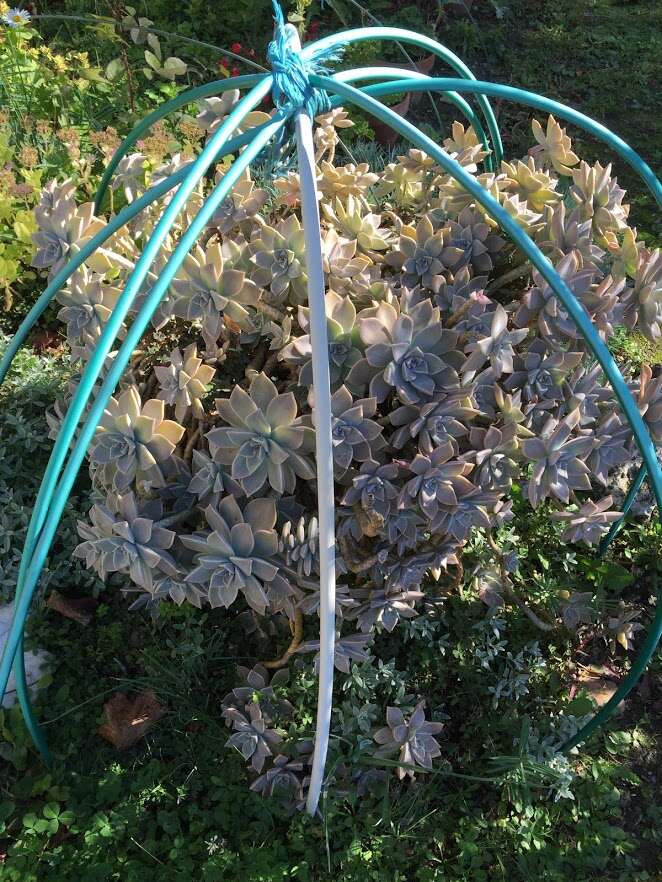 Image of Graptopetalum paraguayense (N. E. Brown) Walther