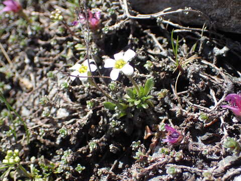 Image of scree saxifrage