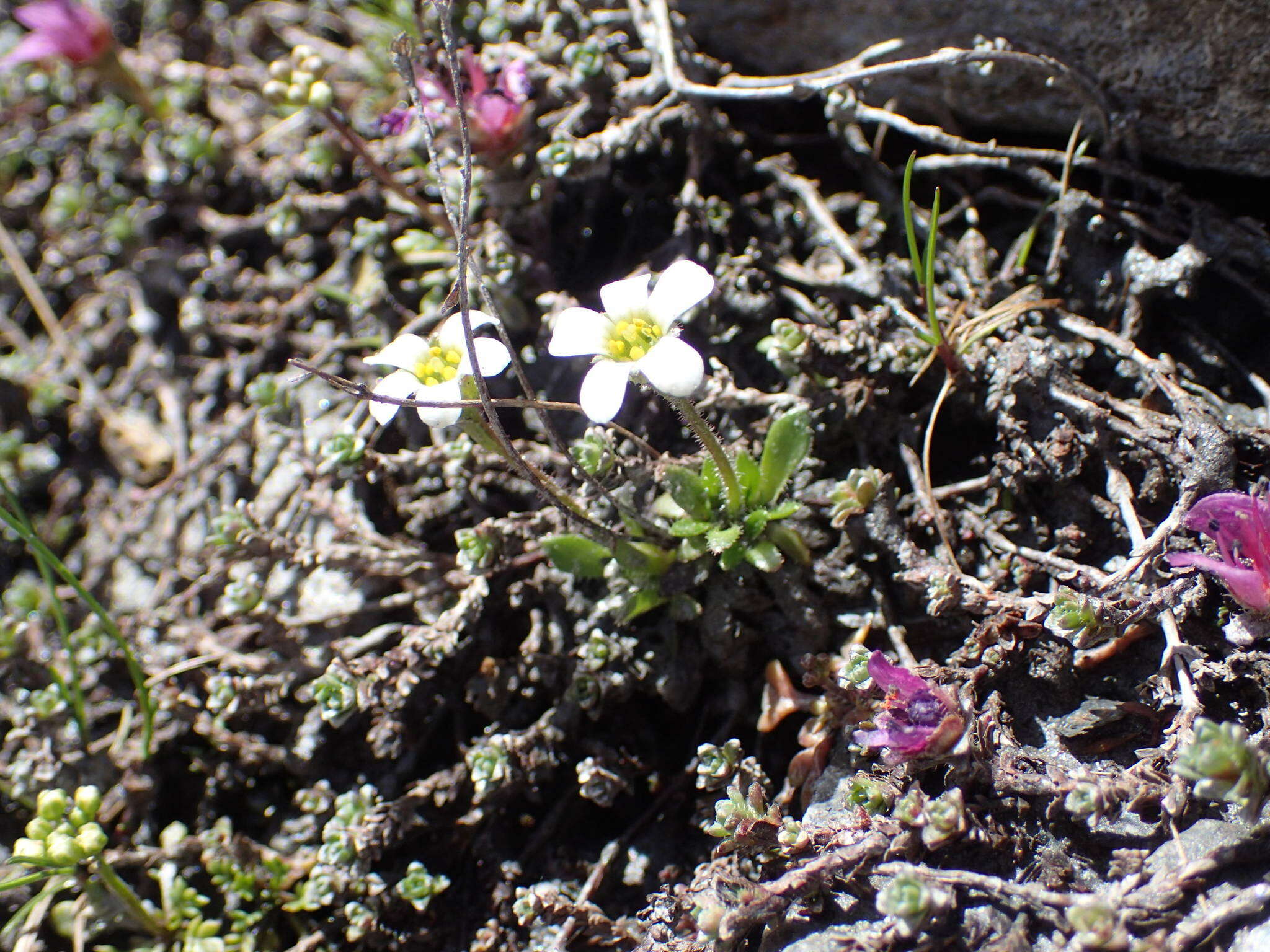 Sivun Saxifraga androsacea L. kuva