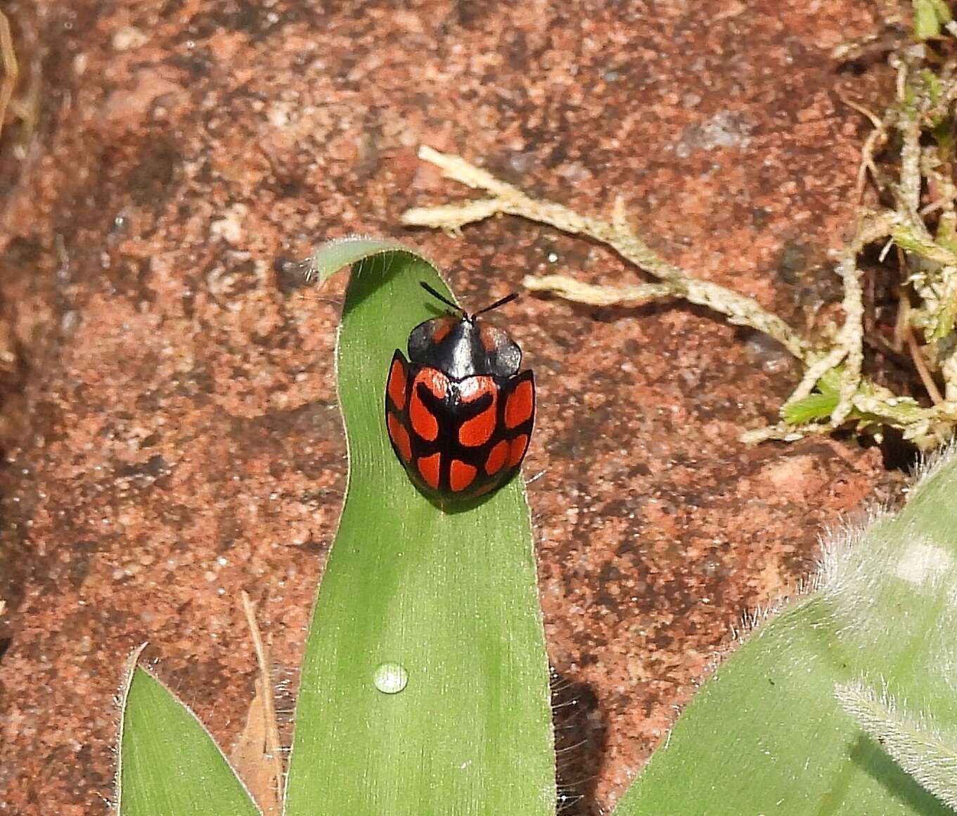 Imagem de Botanochara sedecimpustulata (Fabricius 1801)