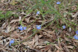 Image of Blue Lechenaultia