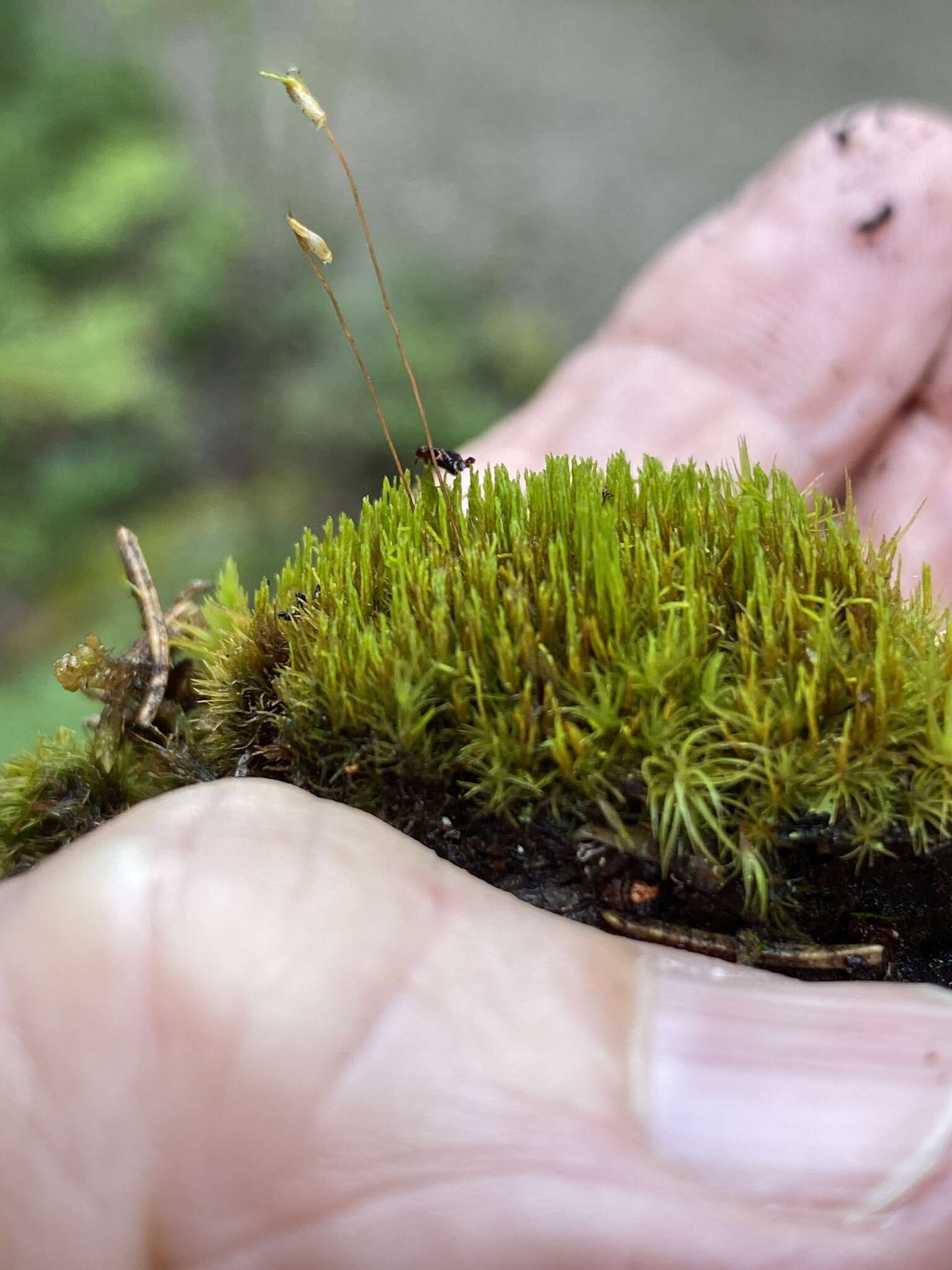 Image of Whip Broom Moss