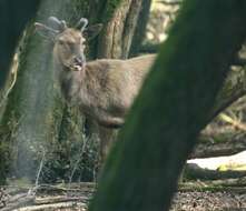 Image of <i>Cervus elaphus italicus</i>