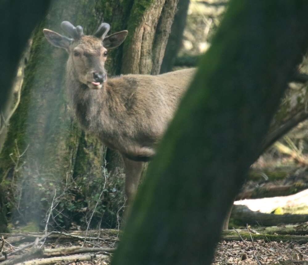 Image of <i>Cervus elaphus italicus</i>