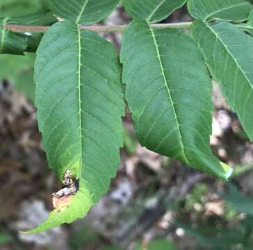 Image of Sumac Leafblotch Miner