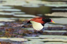 Image of Wattled Jacana