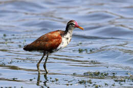 Image of Wattled Jacana