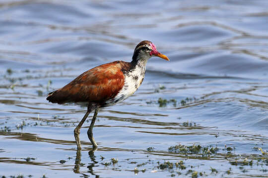 Image of Wattled Jacana