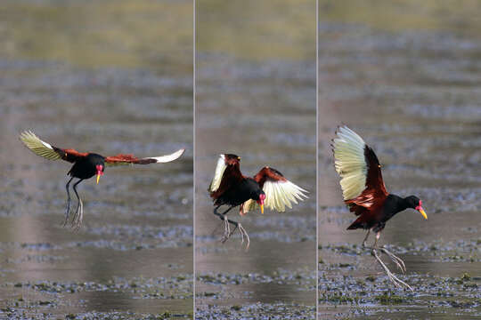 Image of Wattled Jacana