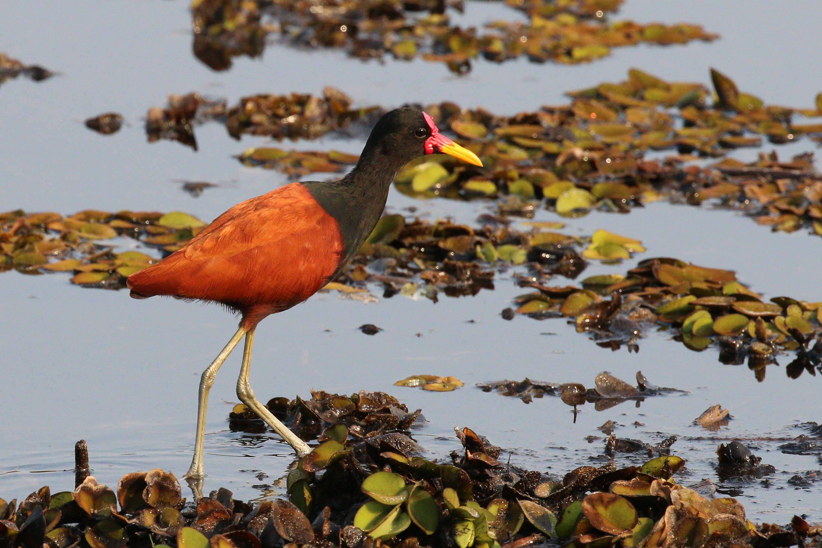 Image of Wattled Jacana