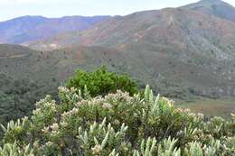 Image of Cyathopsis albicans (Brongn. & Gris) Quinn