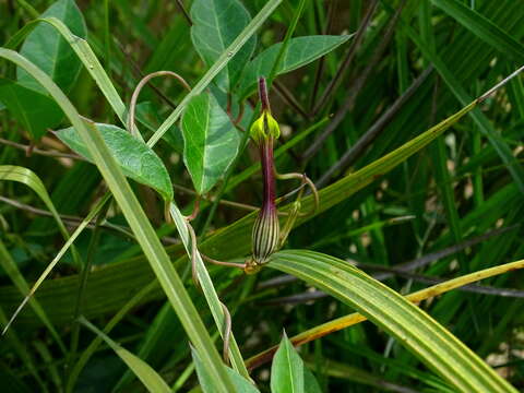 Image of Ceropegia candelabrum L.