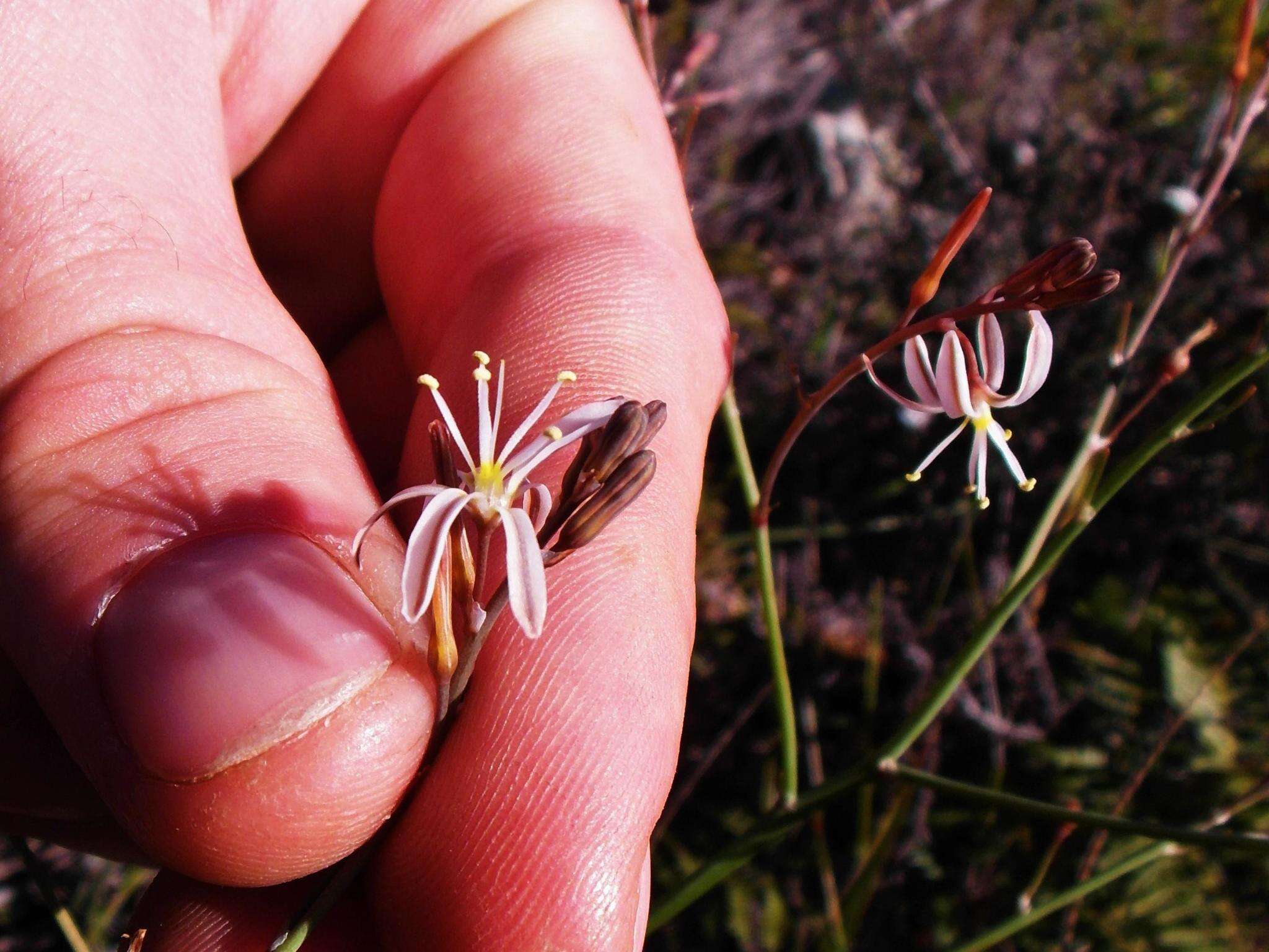 Слика од Trachyandra divaricata (Jacq.) Kunth