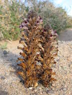 Image of desert broomrape