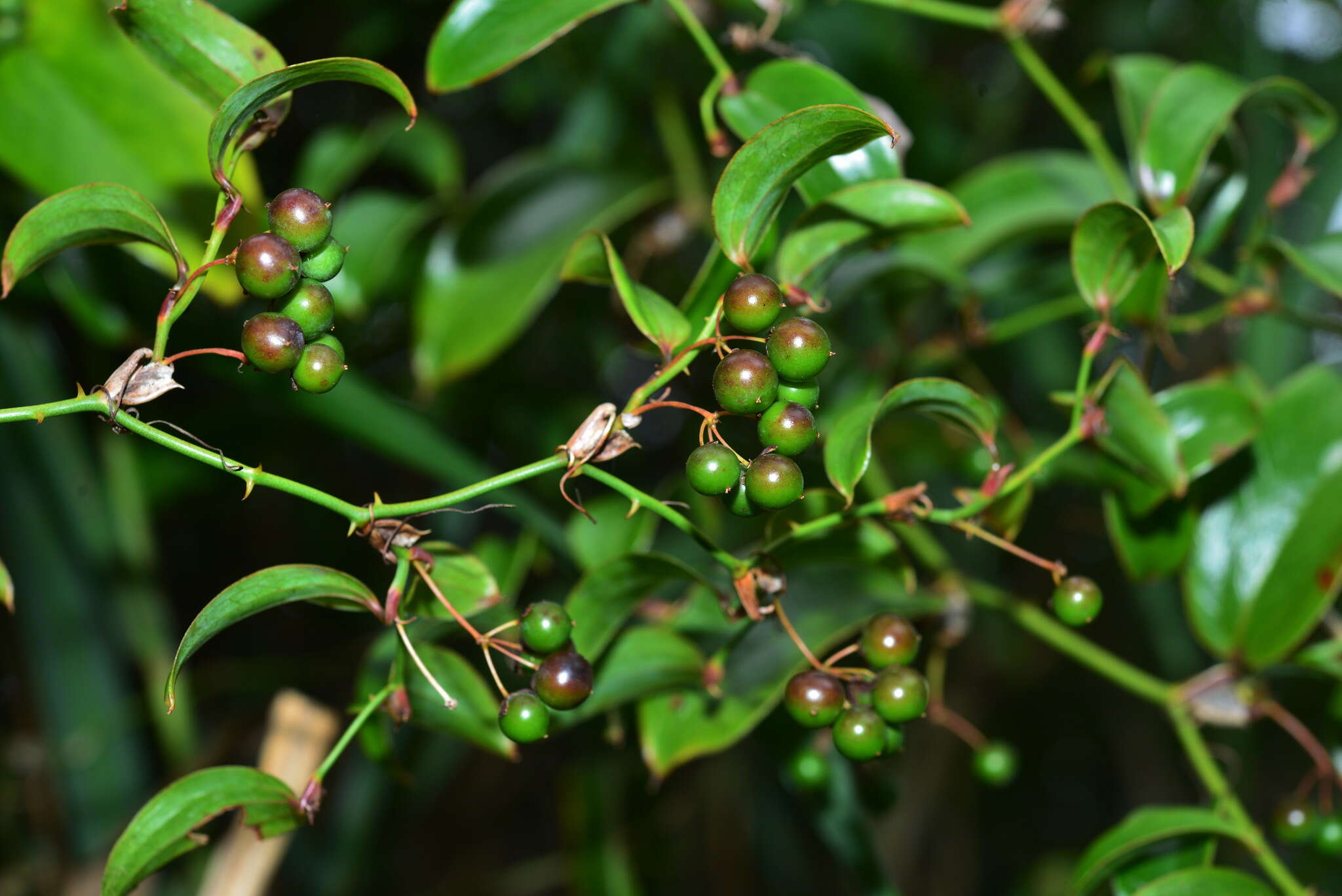 Image of Smilax elongatoumbellata Hayata