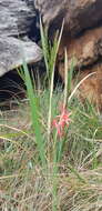 Imagem de Watsonia gladioloides Schltr.