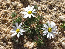 Image of daisy desertstar