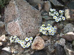 Image of daisy desertstar