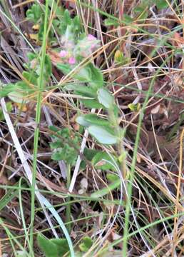 Image of Helianthemum nummularium var. pyrenaicum (Janchen) C. Raynaud