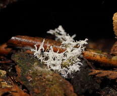 Image of <i>Cordyceps tenuipes</i>