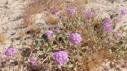 Image of desert sand verbena