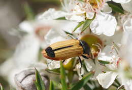 Image of Castiarina fossoria (Carter 1927)