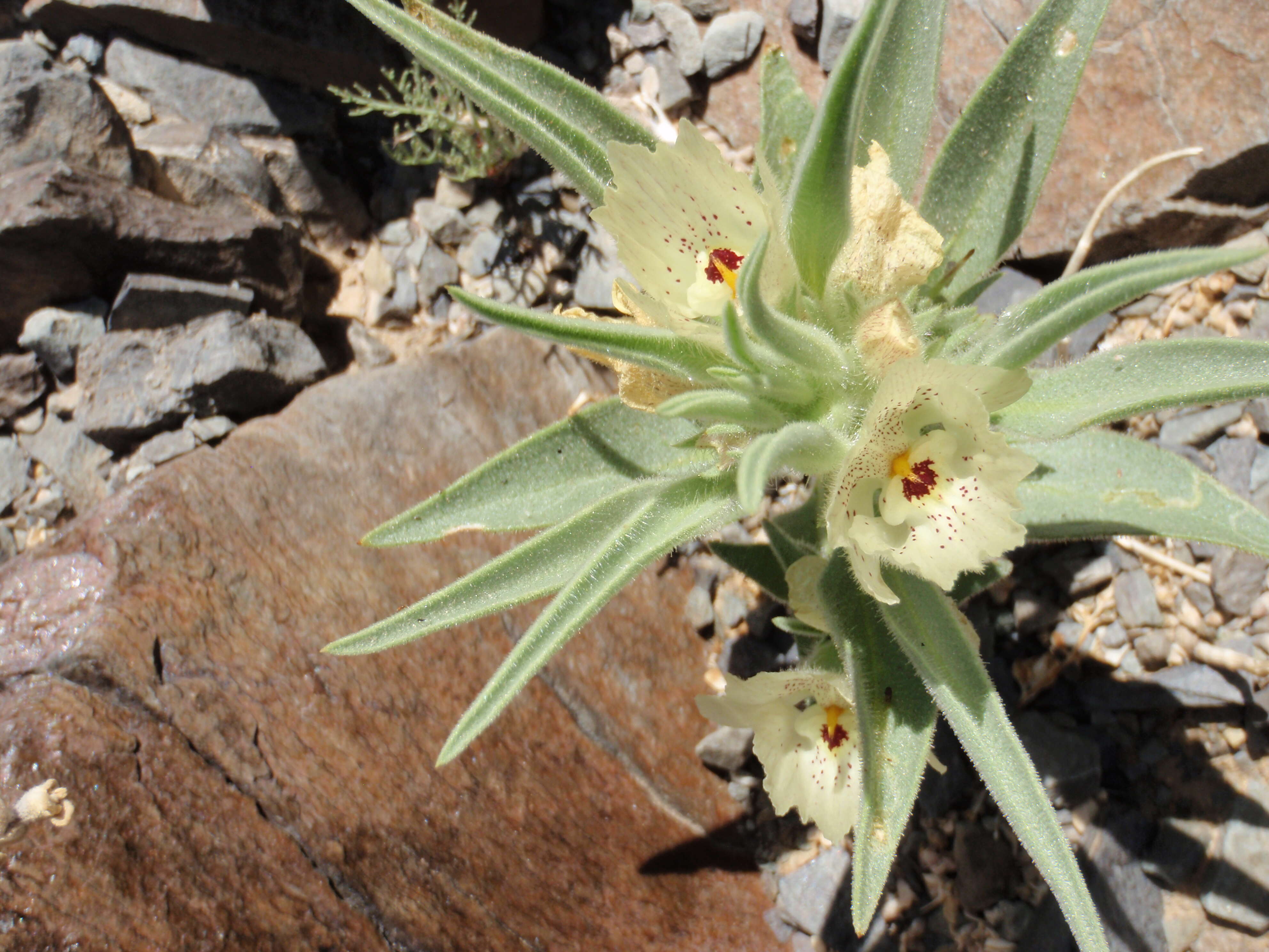 Image of ghost flower