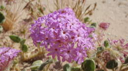 Image of desert sand verbena