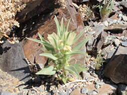 Image of ghost flower