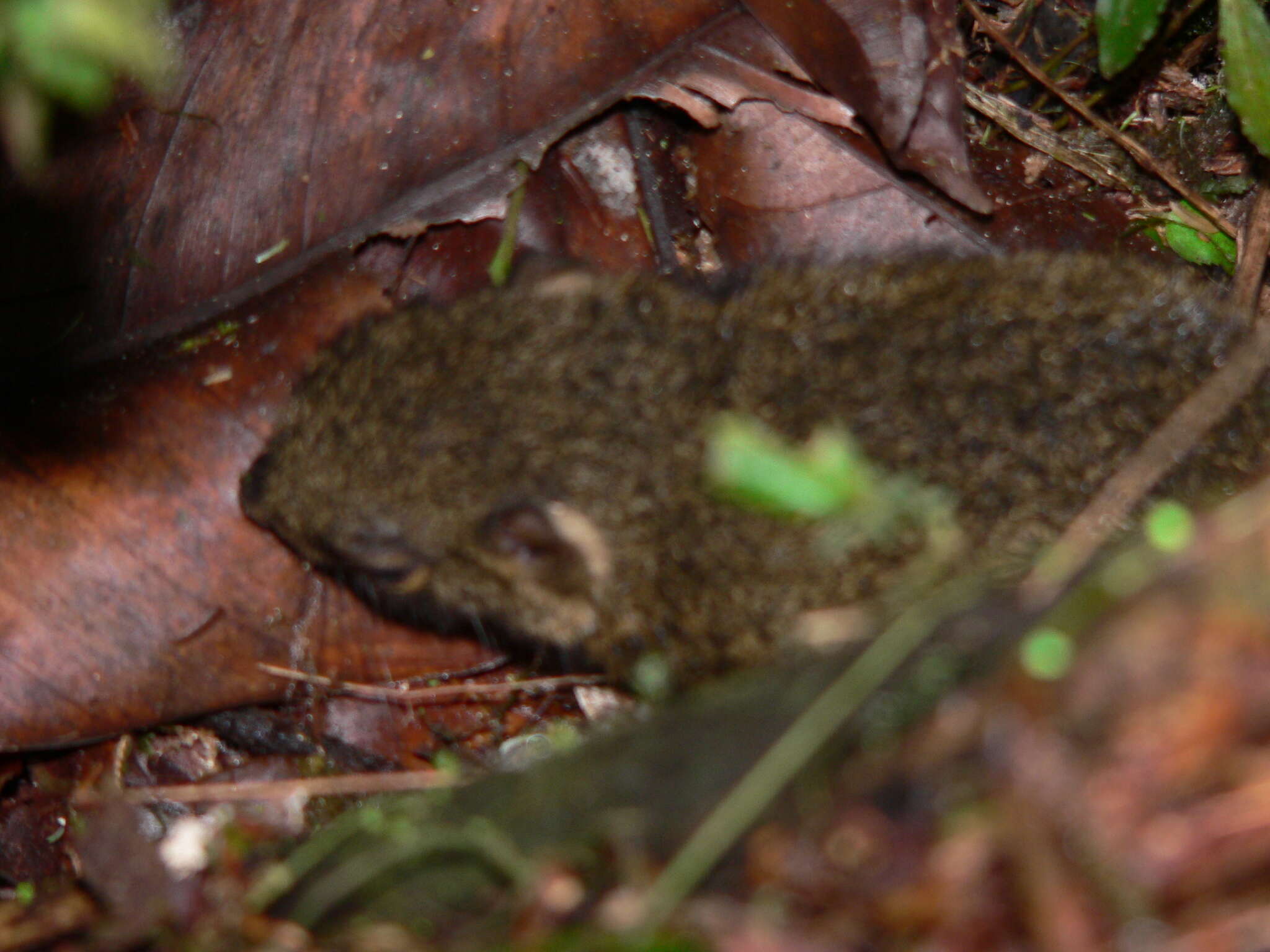 Imagem de Microsciurus J. A. Allen 1895