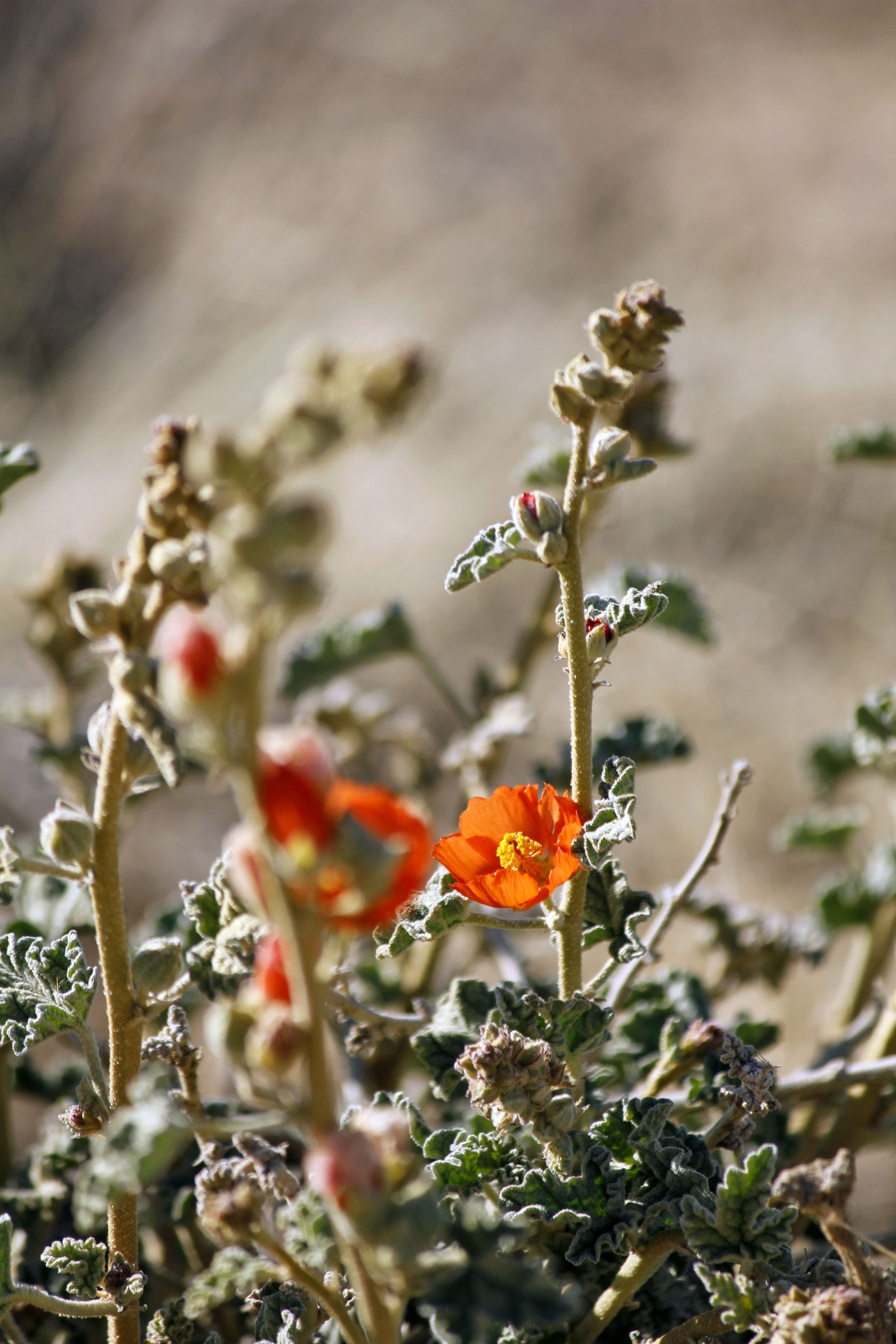 Image of desert globemallow