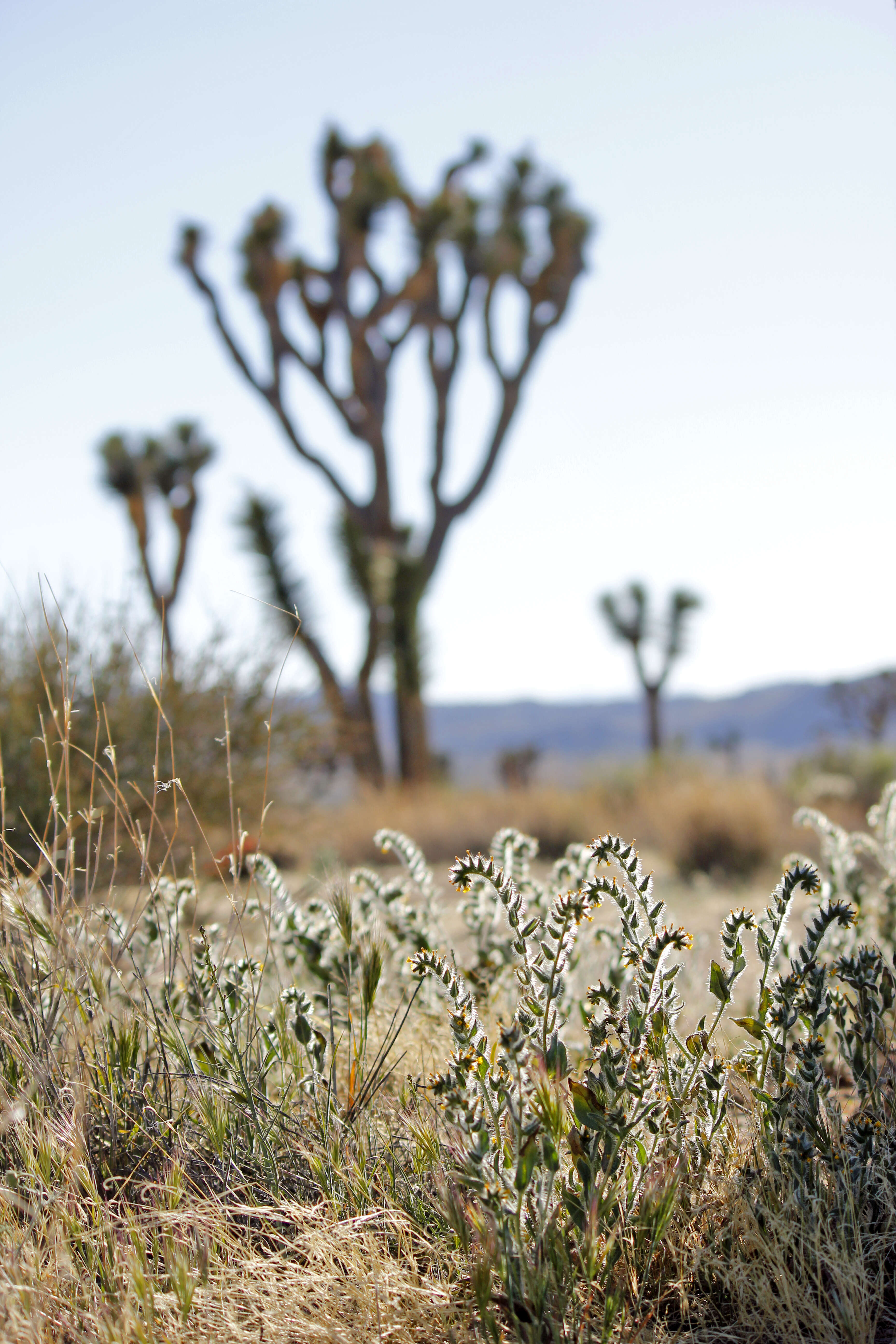 Image of bristly fiddleneck