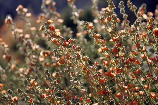 Image of desert globemallow