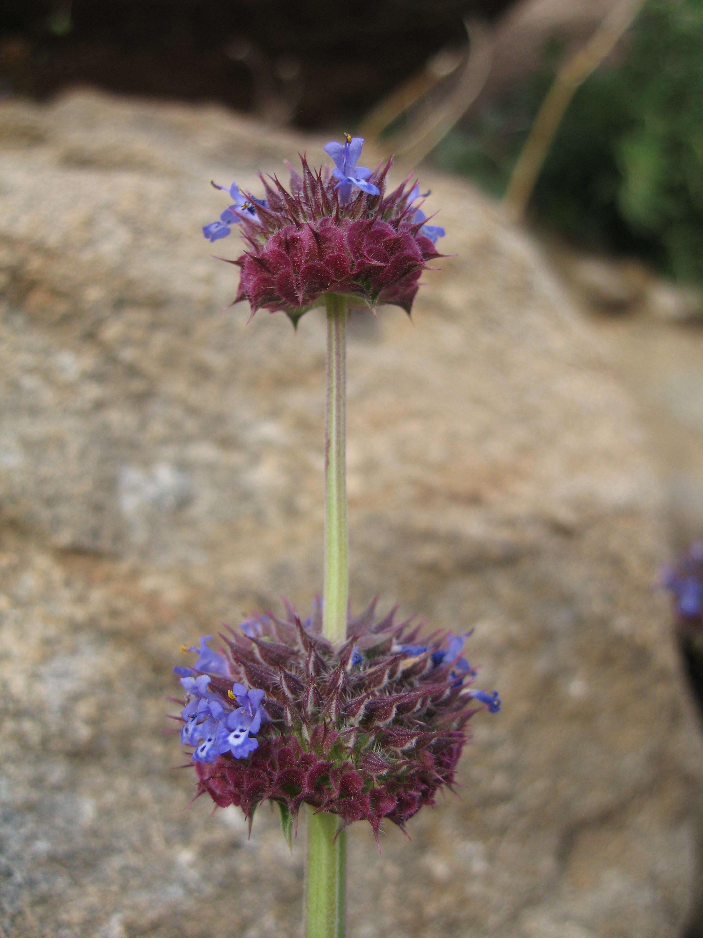 Imagem de Salvia columbariae Benth.