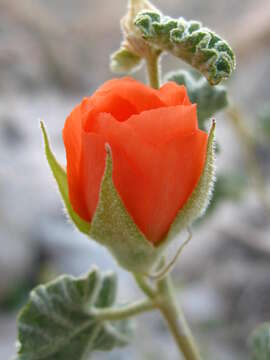 Image of desert globemallow