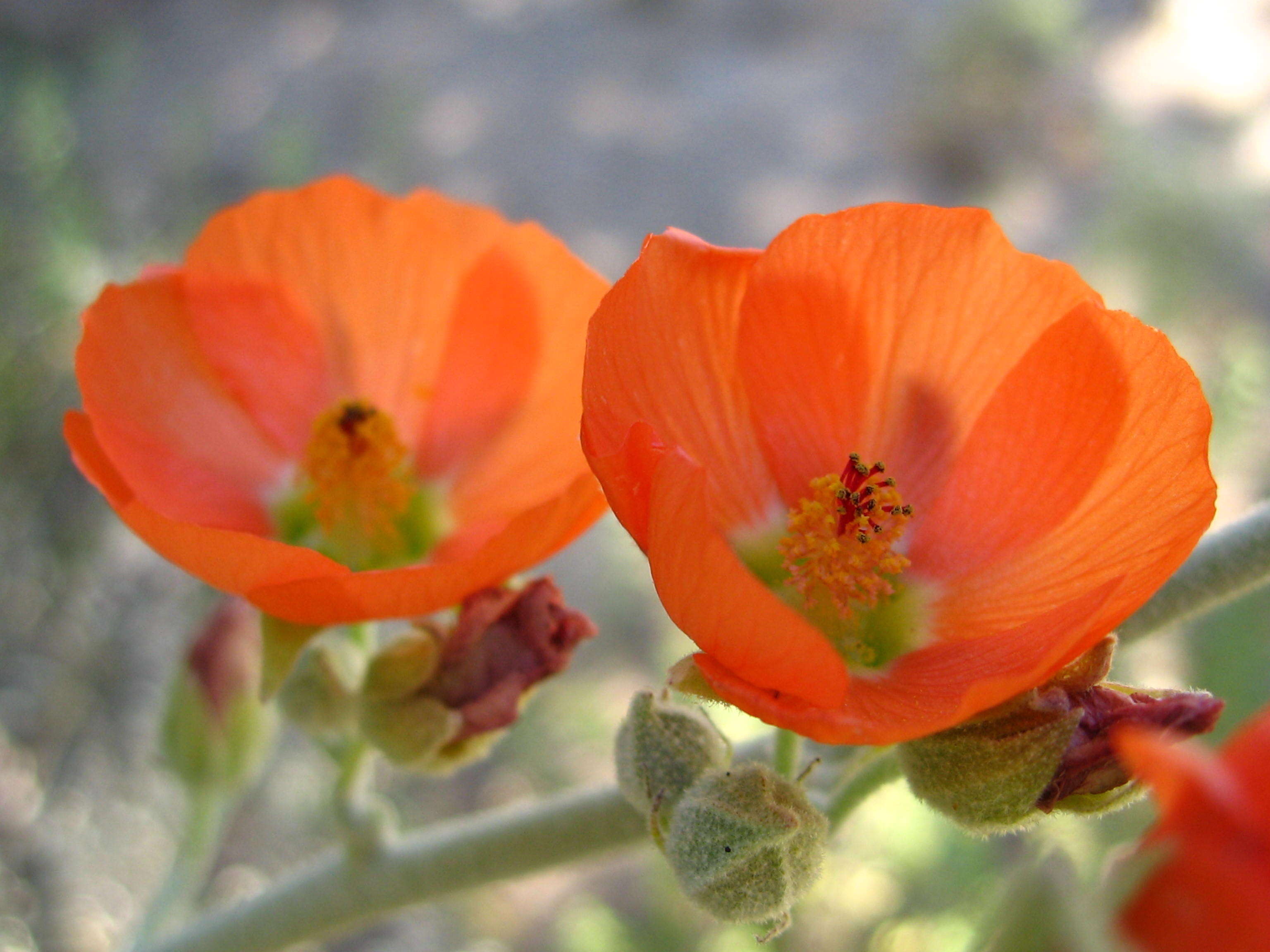 Image of desert globemallow