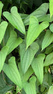 Image of Dioscorea hamiltonii Hook. fil.