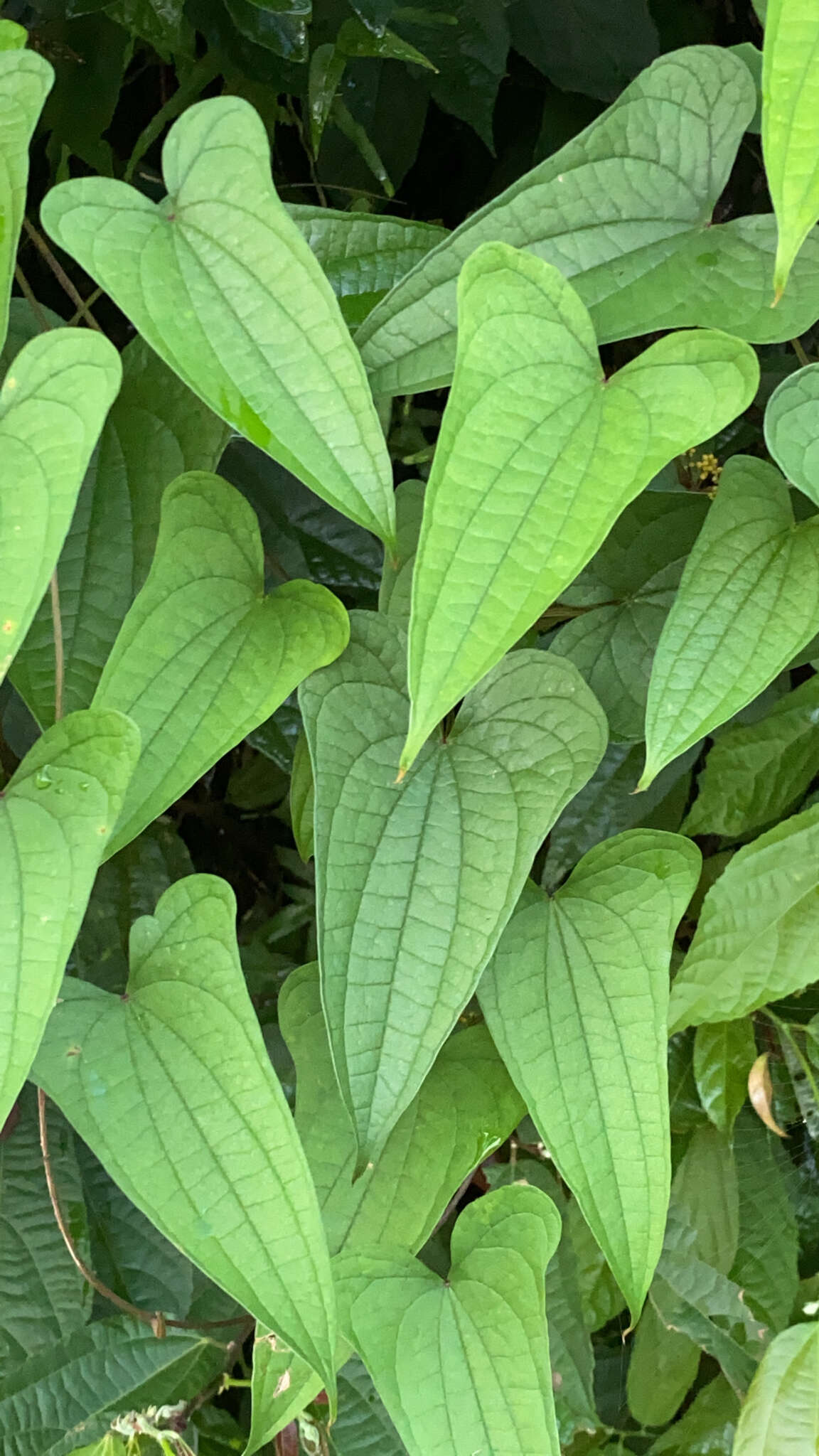 صورة Dioscorea hamiltonii Hook. fil.