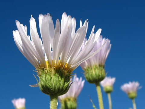 Image of Mojave woodyaster