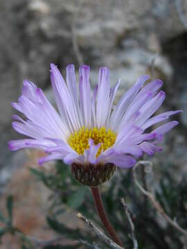 Image de Xylorhiza tortifolia (Torr. & A. Gray) Greene