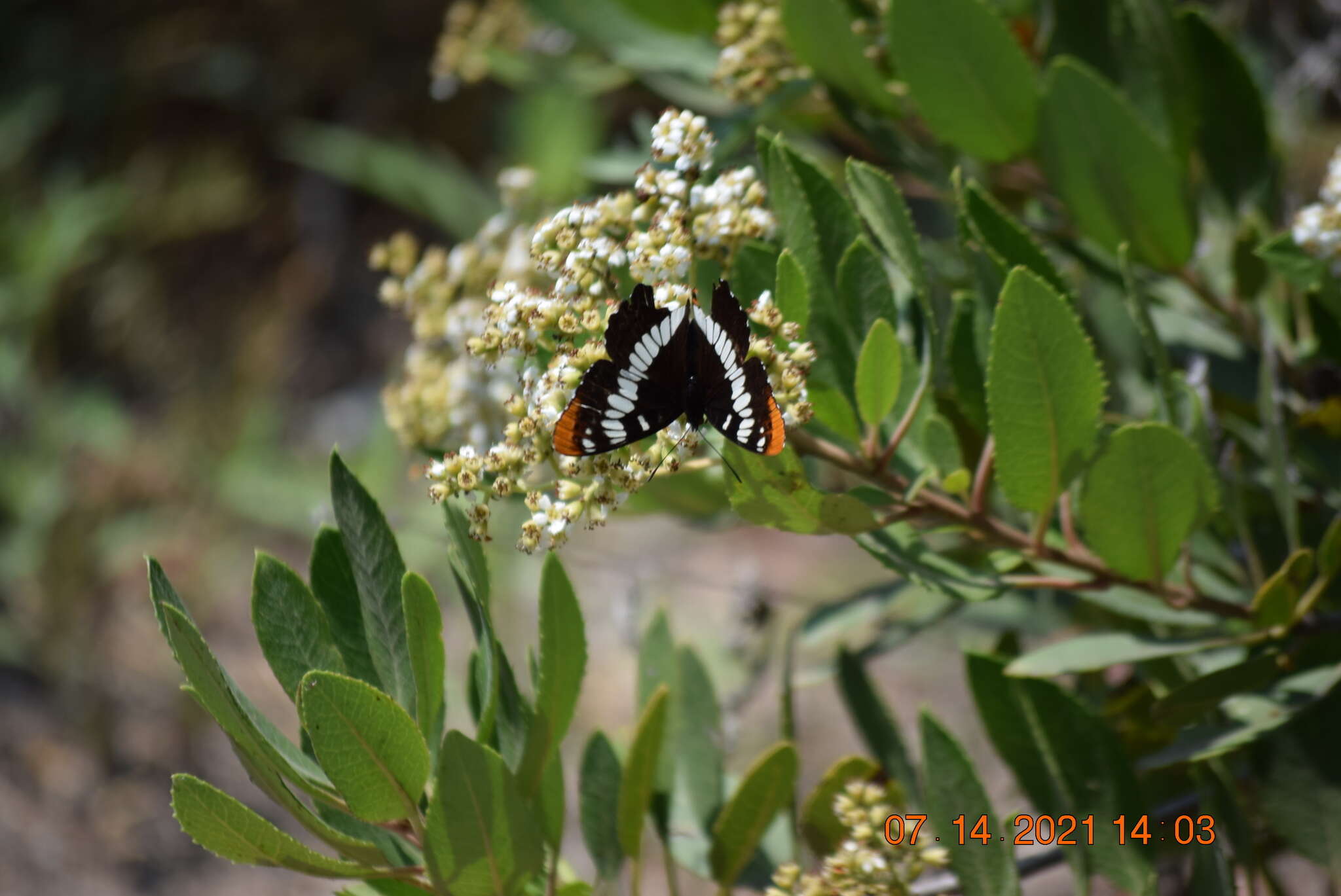 Image of Limenitis lorquini powelli Field 1936